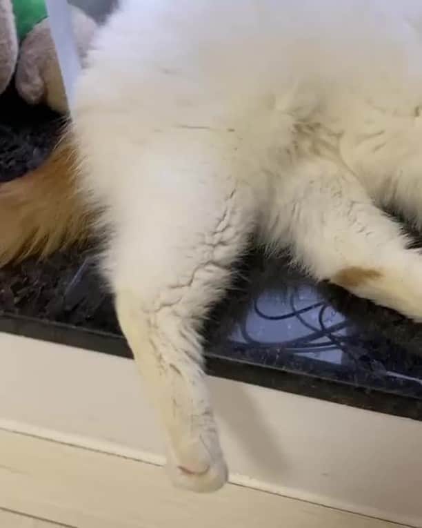 のインスタグラム：「Name this breed of cat⠀ ⠀ 📹@exotic_jubeefamily⠀ ⠀ #meowed #themeowedclub #meowedofficial」