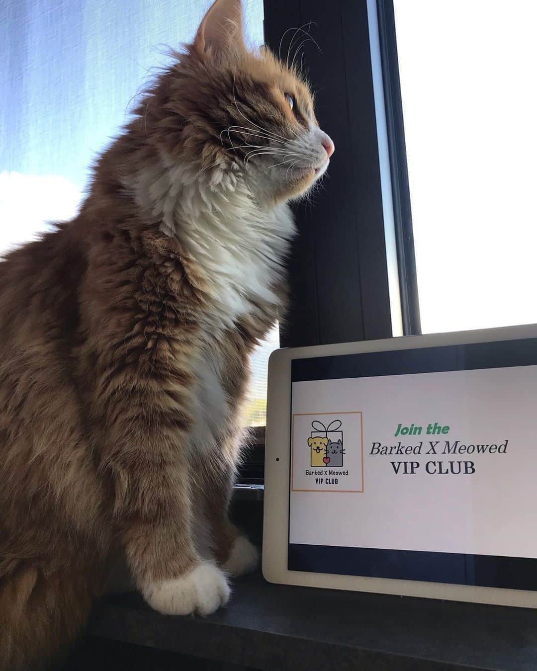 のインスタグラム：「Join the “Barked X Meowed VIP Club” for monthly rewards! 🐾 Refer your friends to join for a chance to win an extra $100 Amazon Gift Card!⠀⠀⠀ ⠀⠀⠀ 🎁 Tap the link in bio and join the “Barked X Meowed VIP Club” now!⠀⠀⠀ ⠀⠀⠀ 📷@mikithesiberian⠀⠀ ⠀⠀⠀ #meowed #barkedmeowedvip #mikithesiberian #Rewards #Gift #members #VIP」