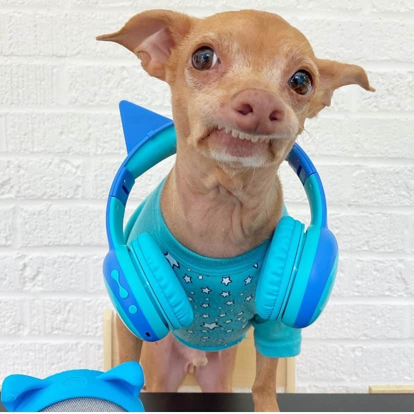 Tuna {breed:chiweenie} さんのインスタグラム写真 - (Tuna {breed:chiweenie} Instagram)「I love music SO MUCH! My secret dream is to become a DJ one day but I think I may have missed my window, so instead, I just love adding music to Tuna’s content. I think it improves his videos and stories by 162728738273%. I often get comments asking me what song I’ve used, so I’ve made a Tuna playlist with a compilation of some of those featured songs. Go to @spotify, follow @tunameltsmyheart, and the playlist “Tuna’s Tunes” is where you’ll find those songs. Or go to his latest story and swipe up! Ps: This is not an #ad whatsoever. I just want to share with you one of my greatest joys in life, besides Tuna. MUSIC! #djshrivel」8月28日 2時09分 - tunameltsmyheart