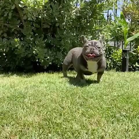 Oprahnbooのインスタグラム：「Burrito man. #frenchbulldog #lilactri #doglovers #dogodtheday #dogsofinstagram #doglife #dogs #tag #share」