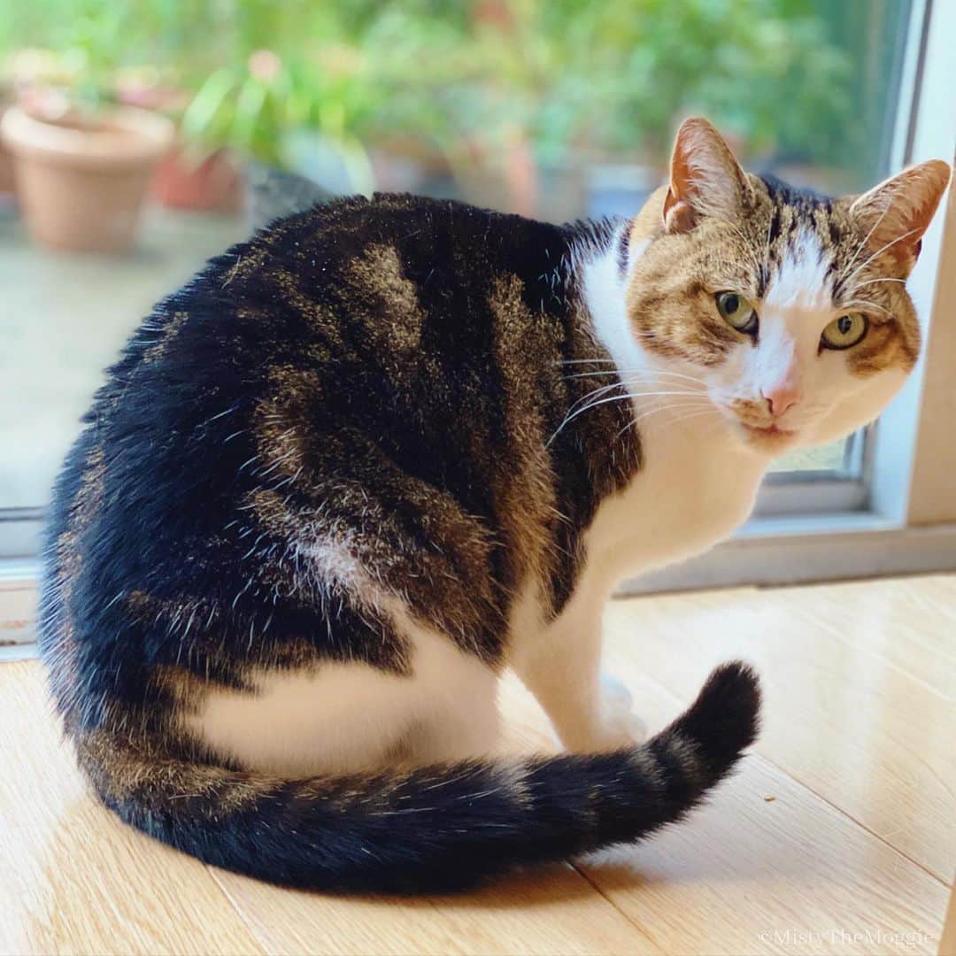 Misty The Moggieのインスタグラム：「It’s Misty’s 6th birthday today! Happy birthday 🥳🥳 Human made her a huge meat cake for dinner. She scoffed it all down in record time and is having her post dinner clean here. Here’s to many more! 🥂」