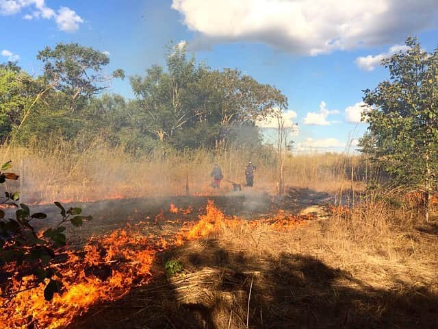 レオナルド・ディカプリオさんのインスタグラム写真 - (レオナルド・ディカプリオInstagram)「As the fire season in Brazil gets underway, Instituto Araguaia has geared up for another intense season, and are standing at the ready to protect one of the most special corners of the planet: Brazil’s Cantão region, where the Amazon rainforest meets the wooded grasslands and savannas of the Cerrado biome on one side, and the wetland marshes of the Pantanal do Rio das Mortes on the other.  📷 Instituto Araguaia」8月28日 2時39分 - leonardodicaprio