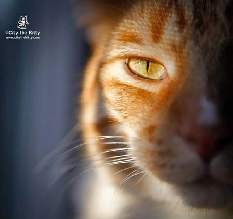 のインスタグラム：「We just had the hearing for the PPO that silenced us in April. The person who filed the PPO decided that they wanted to drop it. 🙀 . This is a victory for all the cats in West Michigan and in the world.❤️🐾🐈 The ACLU of Michigan wrote in their historic Amicus Brief for us in 2018, our "advocacy against declawing is entitled to the highest rung of First Amendment protection."👍🏻🐾 . Please take a few minutes and sign our petitions to help end this barbaric cat cruelty. (declawing)  YOUR VOICE MATTERS! http://citythekitty.org/my-petitions/  When you see something that is not right, not fair, not just, you have to speak up. You have to say something; you have to do something. John Lewis❤️  Thank you to all of you for donating to our legal defense fund to help keep our voice for all the innocent cats in America! ❤️🐾  Always remember to take the high road, be polite, and educate. 👍🏻 #1stAmendment #VoiceForTheVoiceless #StopDeclawing #Cats #StayTuned」