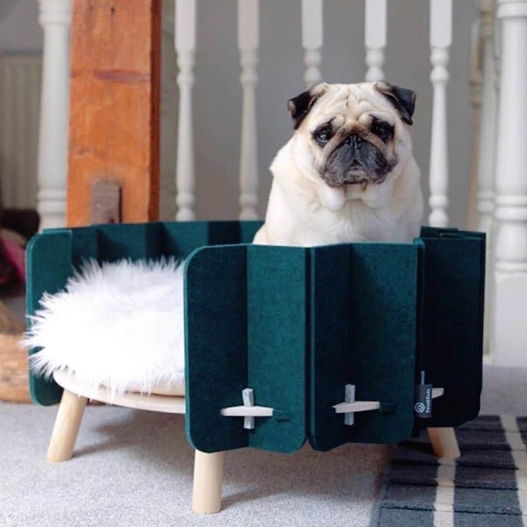Design Milkさんのインスタグラム写真 - (Design MilkInstagram)「Over on @designmilkpets: Is it the weekend yet? Not quite? I’ll have a nap then! 🐶💤   We’re loving the design of these NEW pet beds from @petsandpods! ❤️ @thepuggysmalls \\\ Shop them with the link in our bio or over on @designmilkpets!」9月11日 23時25分 - designmilk