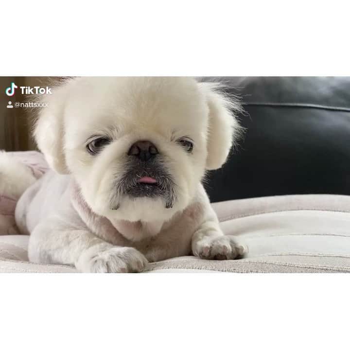 こなつのインスタグラム：「今日も一日お疲れさまでした (*˘︶˘*).｡.:*♡」