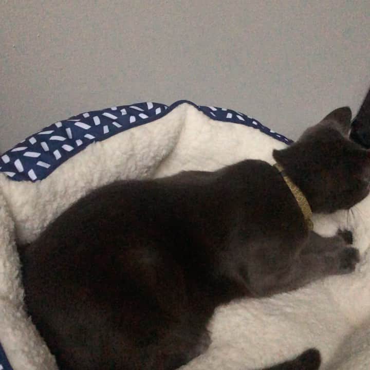 のインスタグラム：「ふみふみ🐾」