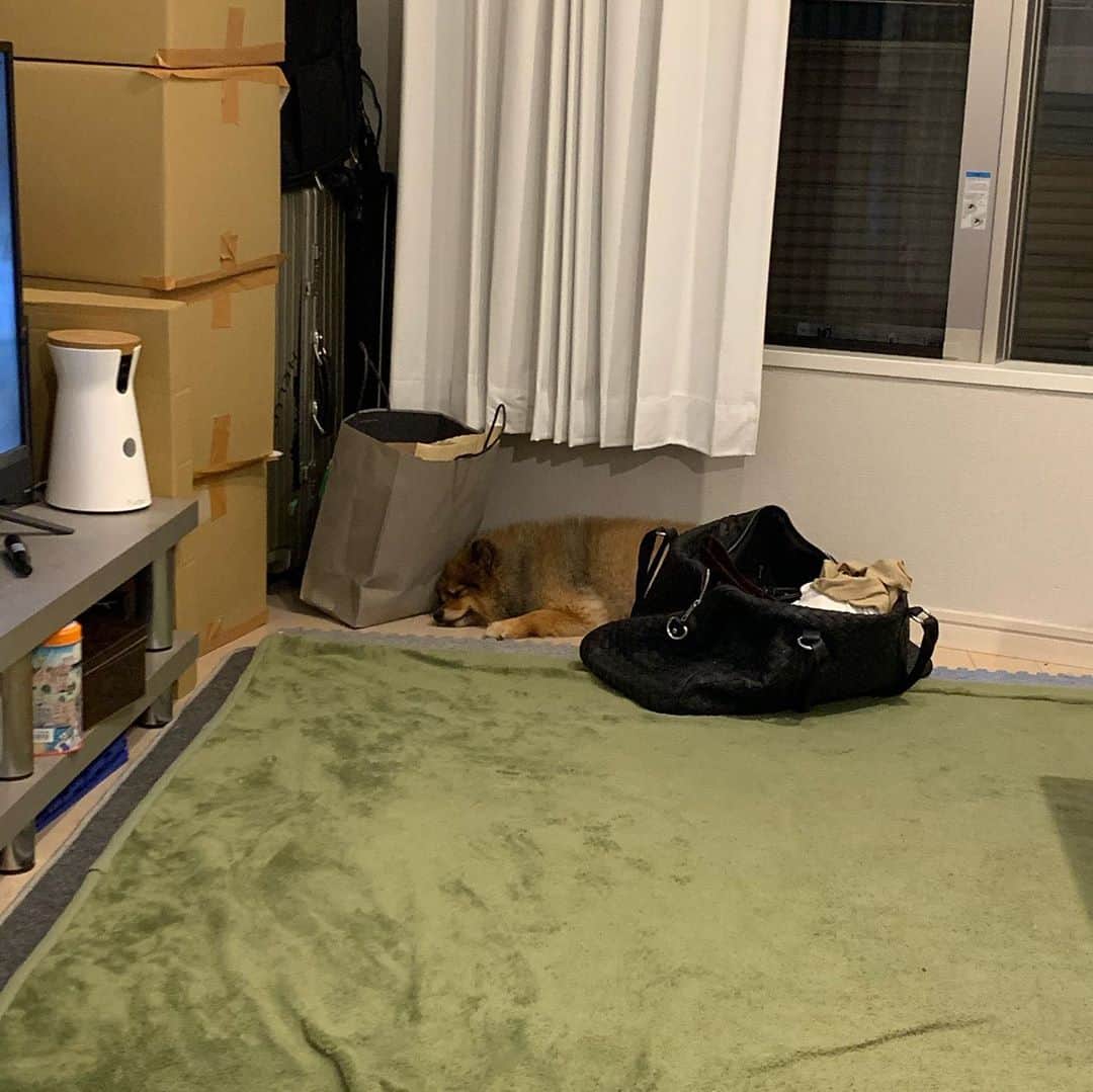 のインスタグラム：「確実にお前が退くと倒れるな。笑  ケンシロウのシュウの最後のシーン思い出した　笑  男には分かるはずw  #リリスタグラム#lilistagram#ポメラニアン #ポメラニアンが世界一可愛い #ポメラニアン部 #ポメ #ポメスタグラム #犬 #犬バカ部 #いぬ部 #いぬら部 #いぬバカ部 #いぬのきもち #いぬぐみ #いぬすたぐらむ #ふわもこ部#ティックトック #pomeranian #pomeranians #pomeranianlove #pomeraniansofinstagram #pom #dog #dogstagram #doglover #doglife#tiktok#tiktoker」