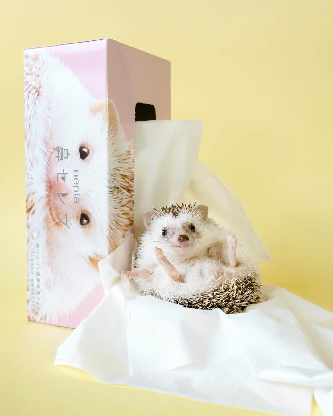 ダーシーのインスタグラム：「日本のみなさまへ💌 ショパン兄ちゃんの鼻セレブがお店に並び始めてるみたいです✨ たくさんの目撃情報ありがとうございます🤗 ちなみに3個パックのみの販売なので、ウサギさんとアザラシさんに挟まれてます💙💛 よろしくお願いします🐨✨」