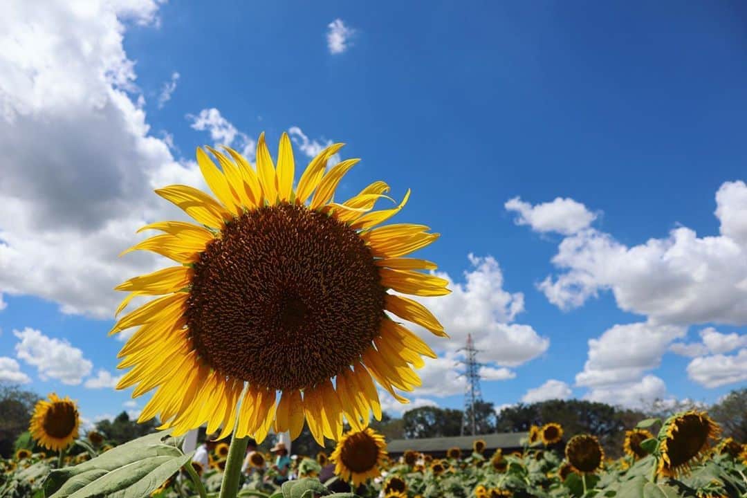 DJ YURiAさんのインスタグラム写真 - (DJ YURiAInstagram)「🌻🌻🌻﻿ ﻿ ﻿ ﻿ #sunflower﻿ #成田ゆめ牧場  #ひまわり﻿ #ひまわり畑 #なんでキャップ #麦わら帽子がよかった #夏の終わり」9月11日 22時30分 - djyuria