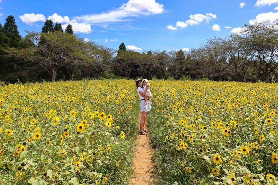 DJ YURiAのインスタグラム：「🌻🌻🌻﻿ ﻿ ﻿ ﻿ #sunflower﻿ #成田ゆめ牧場  #ひまわり﻿ #ひまわり畑 #なんでキャップ #麦わら帽子がよかった #夏の終わり」