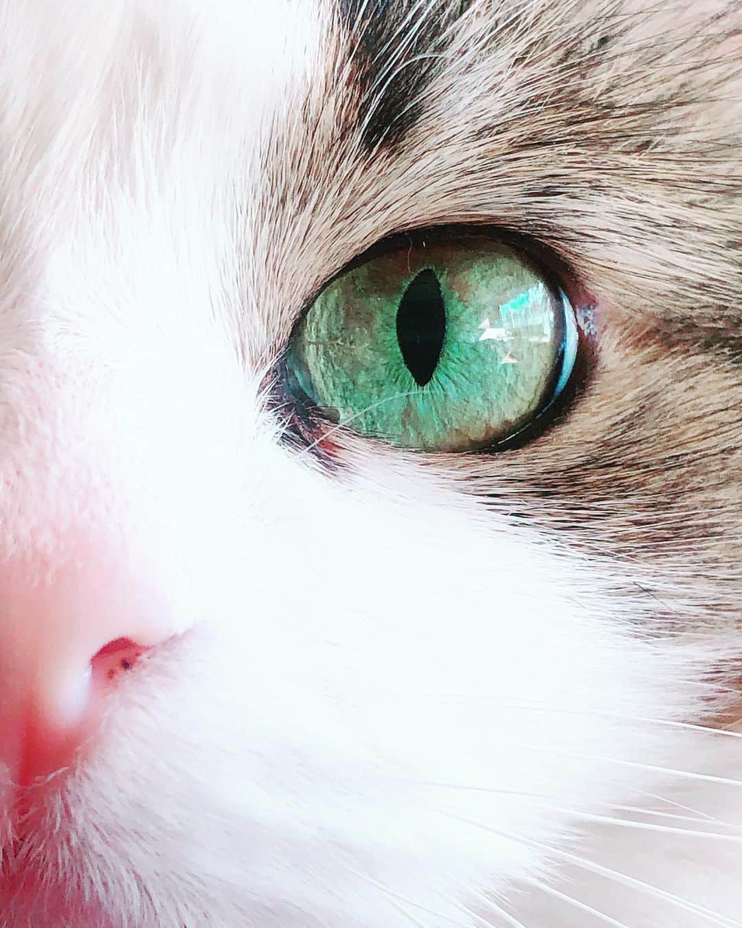 ダレノガレ明美さんのインスタグラム写真 - (ダレノガレ明美Instagram)「綺麗な目ですね…❤️ COCO美さんの目🦋」9月11日 22時35分 - darenogare.akemi