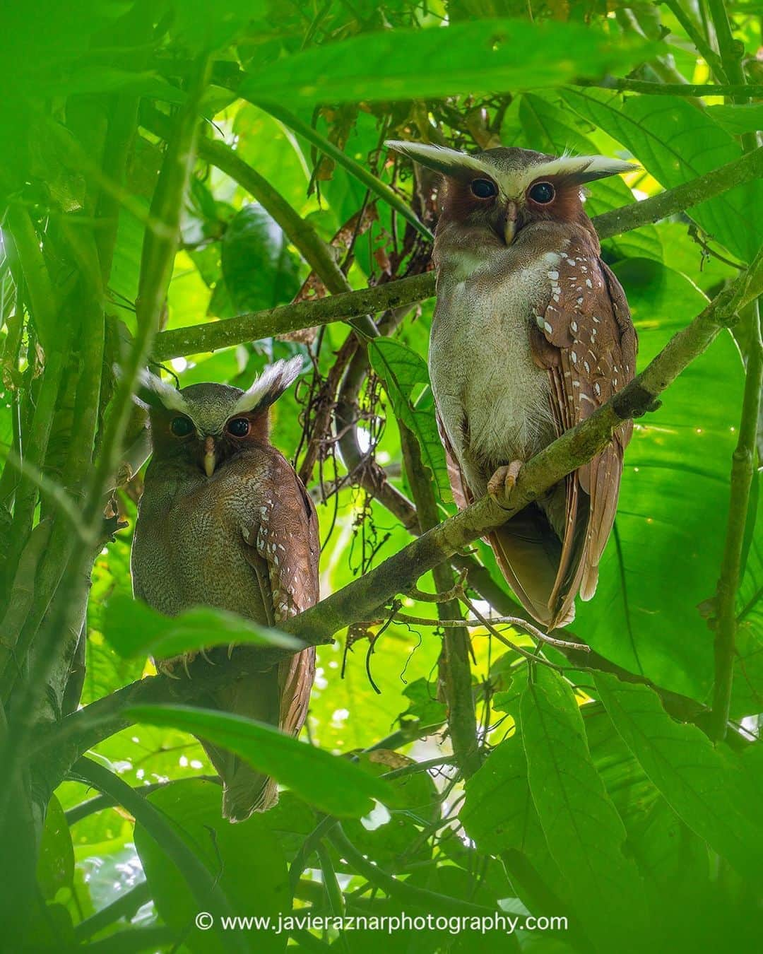 thephotosocietyさんのインスタグラム写真 - (thephotosocietyInstagram)「Photo by @javier_aznar_photography // Pair of Crested #Owls (Lophostrix cristata) perched on a tree in the Ecuadorian Amazon. This bird hunts other smaller animals at night, when it is active.  Follow me @javier_aznar_photography for more images and stories.  #Birds #owl #rainforest #animals #discover」9月11日 23時23分 - thephotosociety