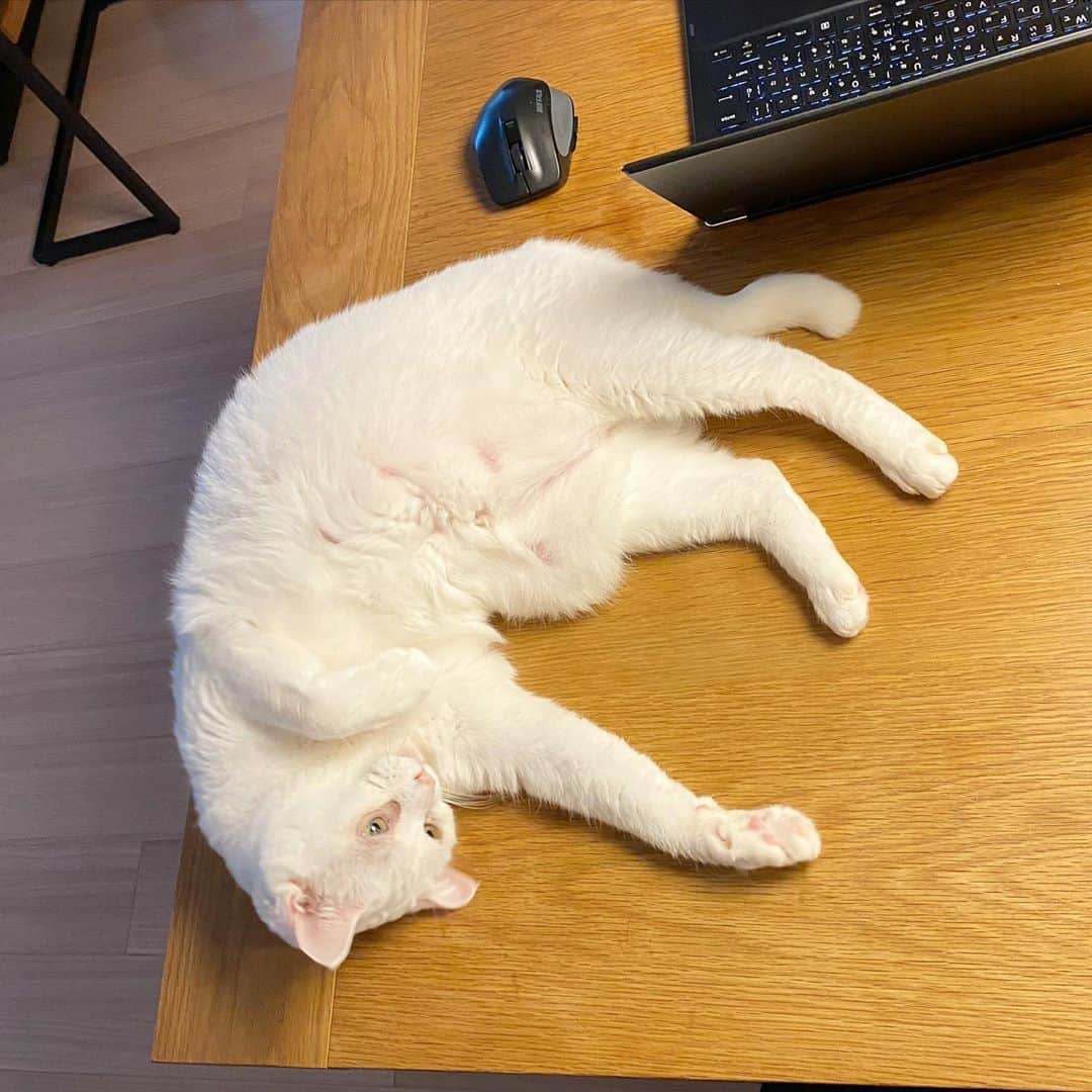 花津ハナヨさんのインスタグラム写真 - (花津ハナヨInstagram)「明け方は夫、日中は私の仕事監視員ですか、お疲れ様です。 寝不足顔ですね。  #cat #白猫 #漫画家 #腰痛で今週は家ごもり😭」9月11日 14時30分 - 872874