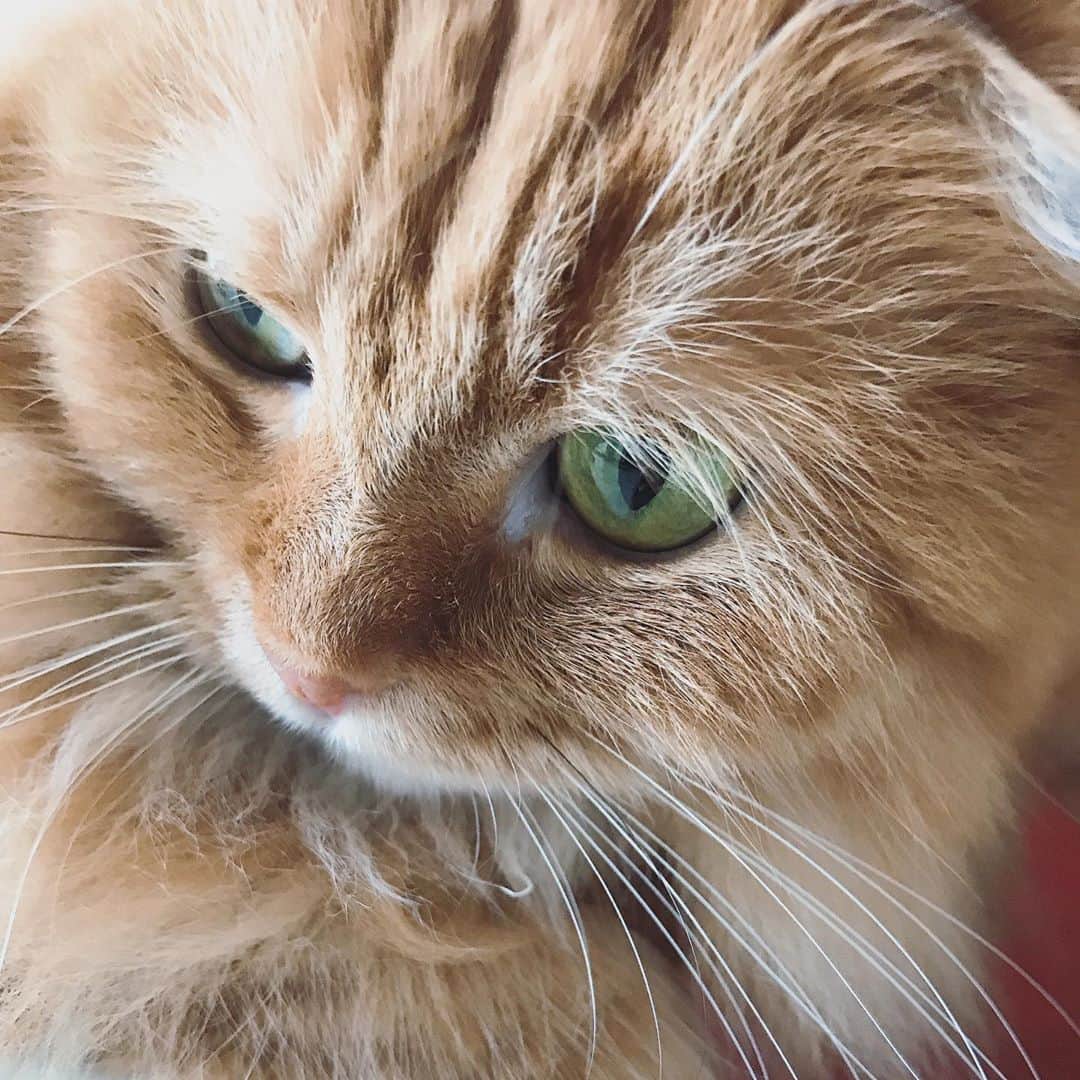 井上富美子さんのインスタグラム写真 - (井上富美子Instagram)「あんよ  #短足じゃないよ #もふもふなだけ #机に乗ってはいけません  #ねこ #猫 #愛しい #癒し #cat #catstagram」9月11日 14時29分 - fumi_ino1222