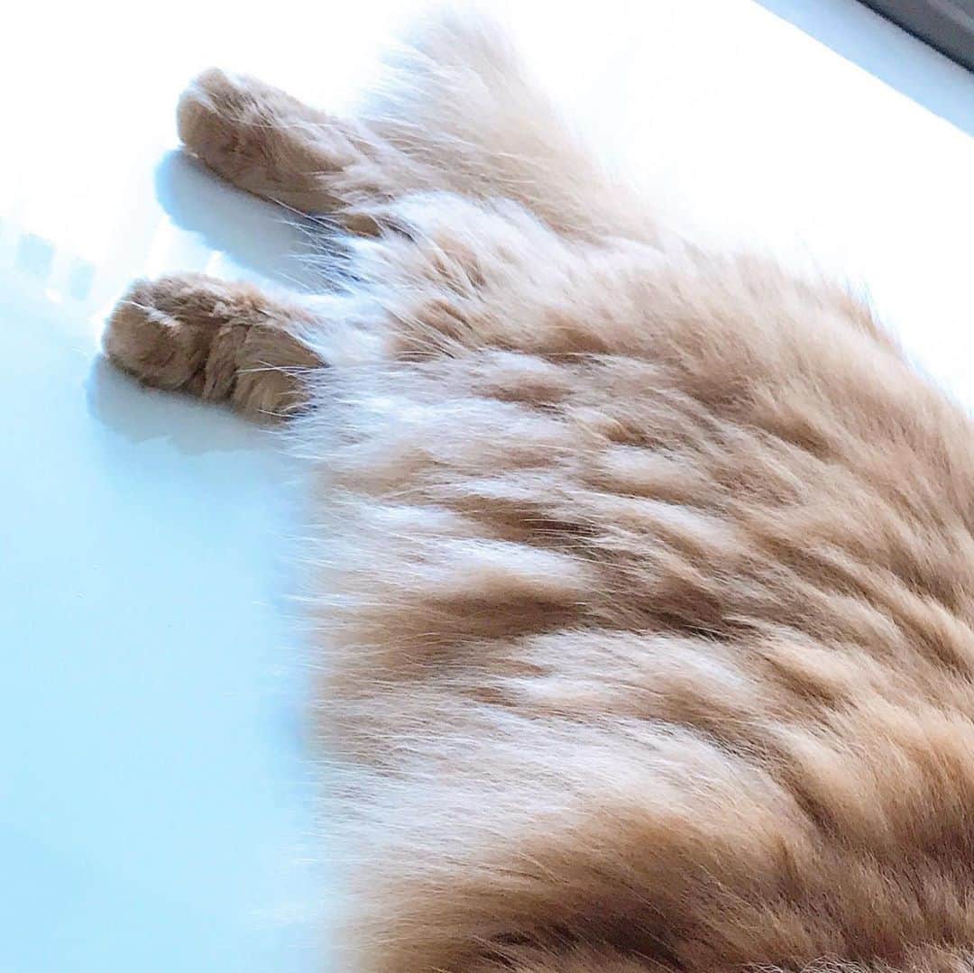 井上富美子さんのインスタグラム写真 - (井上富美子Instagram)「あんよ  #短足じゃないよ #もふもふなだけ #机に乗ってはいけません  #ねこ #猫 #愛しい #癒し #cat #catstagram」9月11日 14時29分 - fumi_ino1222