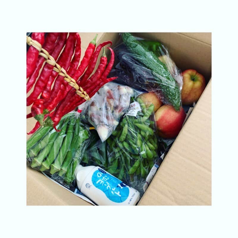 市橋有里のインスタグラム：「群馬からたくましいお野菜達が届きました😊 愛犬の不調で心配過ぎて、ここのとこちゃんとご飯食べれてなかったので、群馬のお野菜でパワーアップしたいと思います！ ありがとうございます✨ ・ 愛犬は無事退院して今はソファでゴロンと寝ています😊一緒にいてくれるだけで幸せです。 ・ #群馬のお野菜 #猿ヶ京温泉  #猿ヶ京温泉旅籠屋丸一  @futabakunimitsu  #秀子さんありがとうございます」