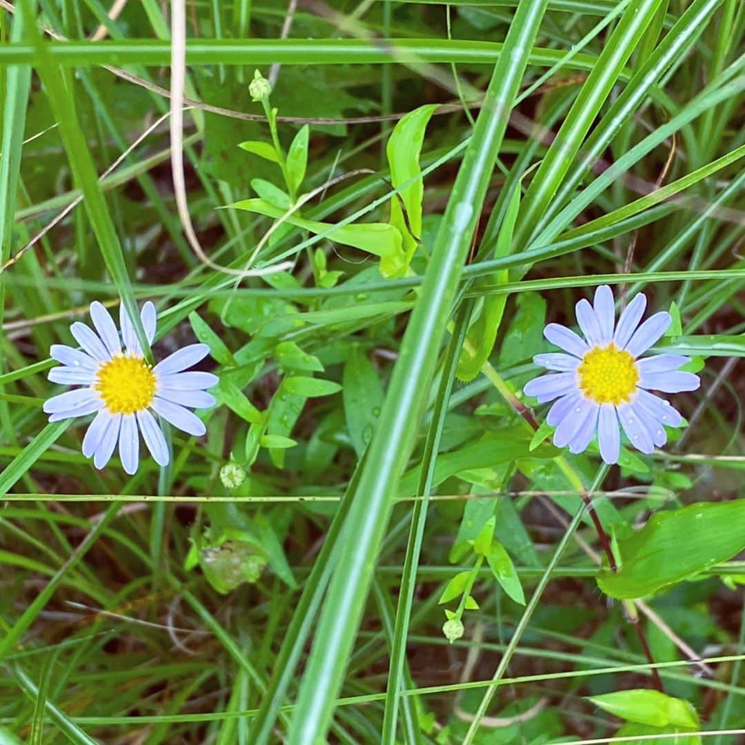 リア・キムさんのインスタグラム写真 - (リア・キムInstagram)「🌼🌼」9月11日 14時49分 - liakimhappy