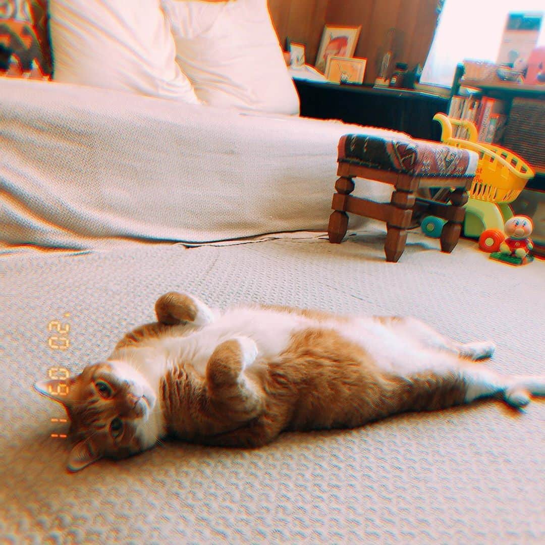 MAIKO さんのインスタグラム写真 - (MAIKO Instagram)「猫って本当に仰向けで寝るんだ…🥺 ・ ・ ・ ・ #🐈 #無防備過ぎてかわいい #名前は師匠 #にゃんこかわえええ」9月11日 15時09分 - maiko_oops
