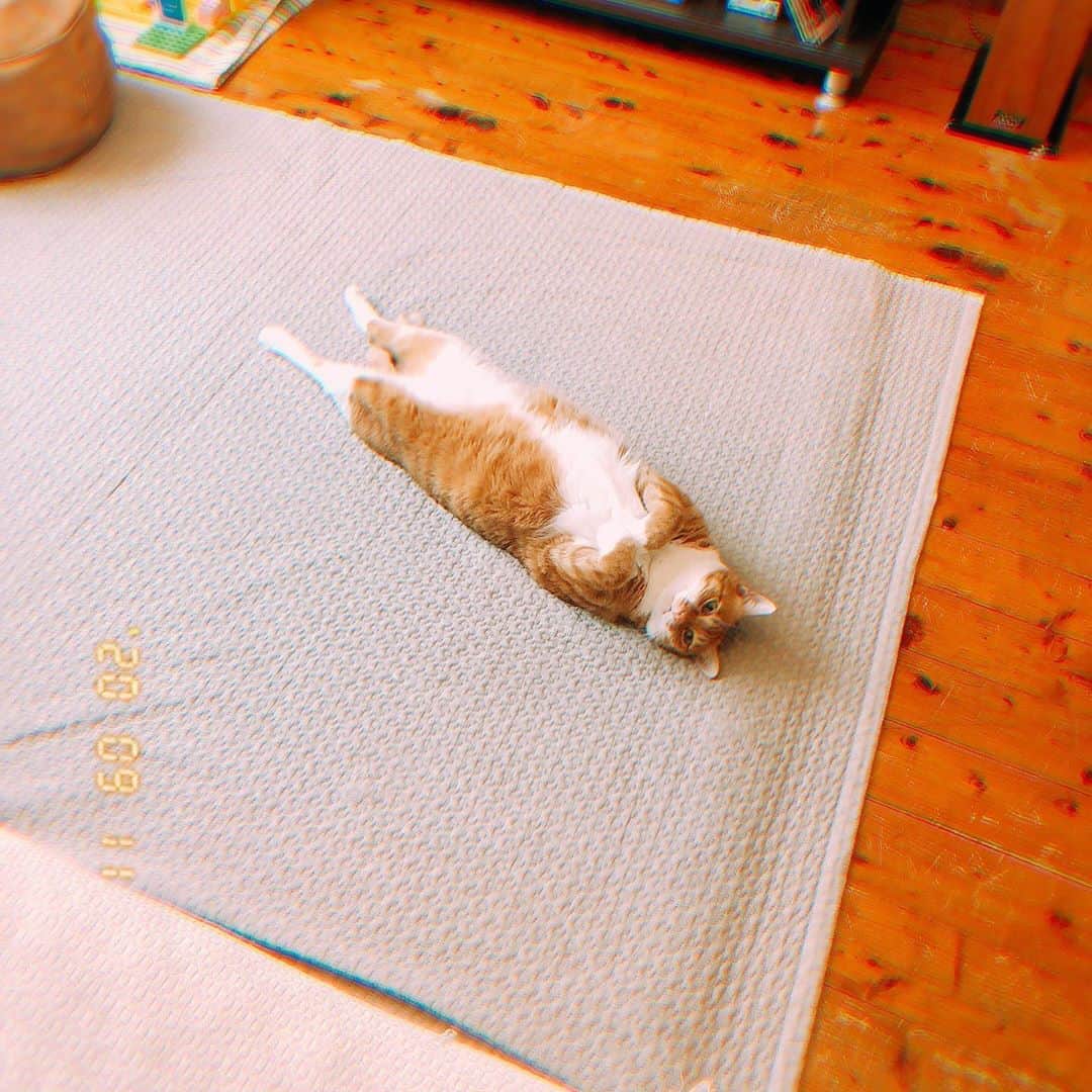MAIKO さんのインスタグラム写真 - (MAIKO Instagram)「猫って本当に仰向けで寝るんだ…🥺 ・ ・ ・ ・ #🐈 #無防備過ぎてかわいい #名前は師匠 #にゃんこかわえええ」9月11日 15時09分 - maiko_oops