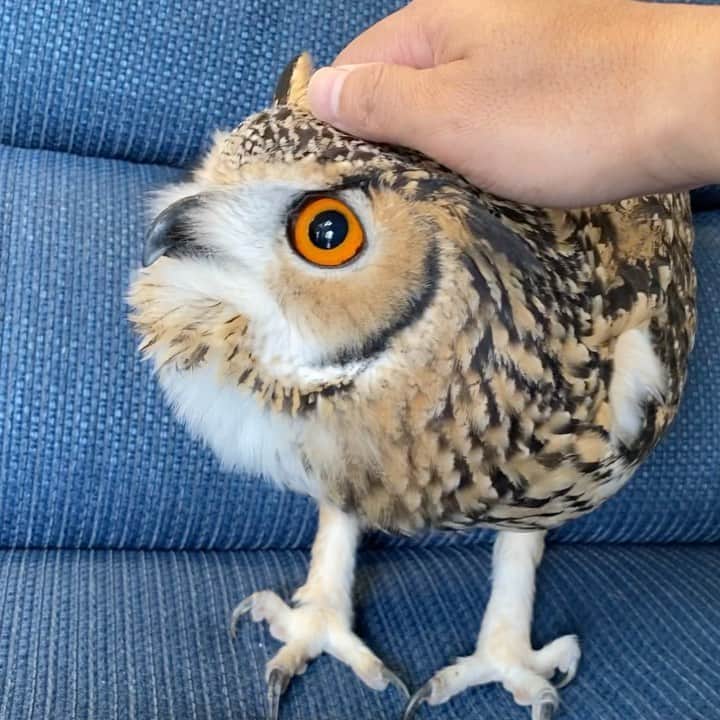 GEN3 Owlのインスタグラム：「久しぶりになでなでさせてくれた。フクロウは自立心が強いから基本的に自分からベタベタ甘えにいったりはしない。たまにこんな風に触らせてくれるけど嫌がったらすぐに手を離してあげる。お互いを尊重して距離感を大切にするように心がけてます。 I touched him a lot after a long time.  Owls have a strong sense of independence, so basically they don't approach people from themselves.  Sometimes he lets me touch him like this, but if he doesn't like it I'll let go right away.  I try to respect each other and value the sense of distance. #owl #owlgaru」