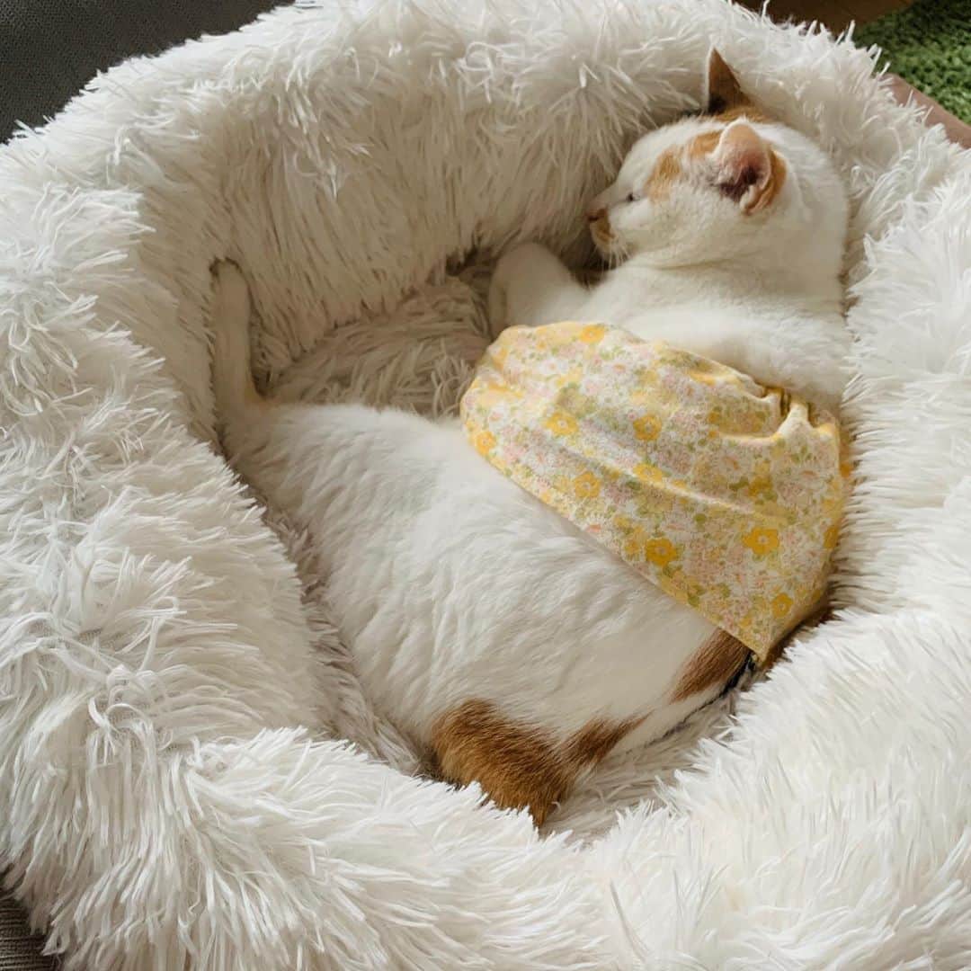 マルさんのインスタグラム写真 - (マルInstagram)「🍁マルもふ　₍^·͈༝·͈^ฅ ₍^·͈༝·͈^ฅ 寒い日です。フタリで寝んねします。 . #猫動画#sleep#cats #猫との暮らし#おうち時間#三毛猫#猫#cat#ねこ部#ペコねこ部#ふわもこ部#cute#ilovepets#petstagram#catstagram#catsofinstagram#pleasantcats#ねこのきもち#にゃんすたぐらむ#instagood」9月11日 15時54分 - maruruna