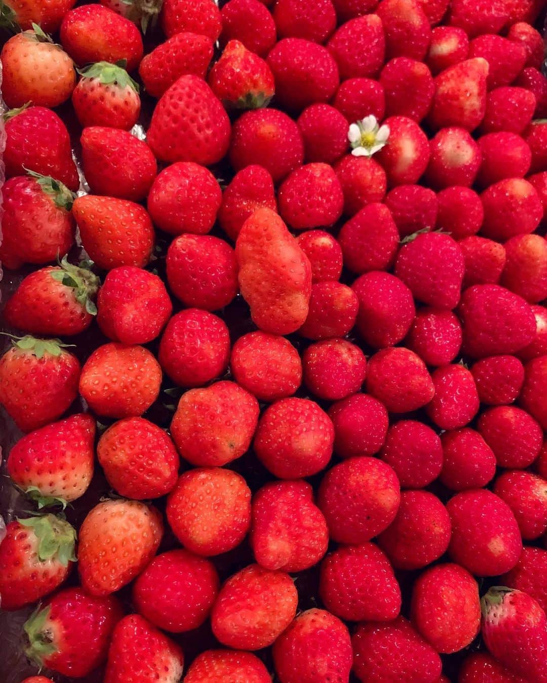 絢香さんのインスタグラム写真 - (絢香Instagram)「秋イチゴ🍓  いい香り  まだまだ暑いけど 秋はもうすぐかな？  #red #strawberry」9月11日 16時07分 - ayaka_official_jp
