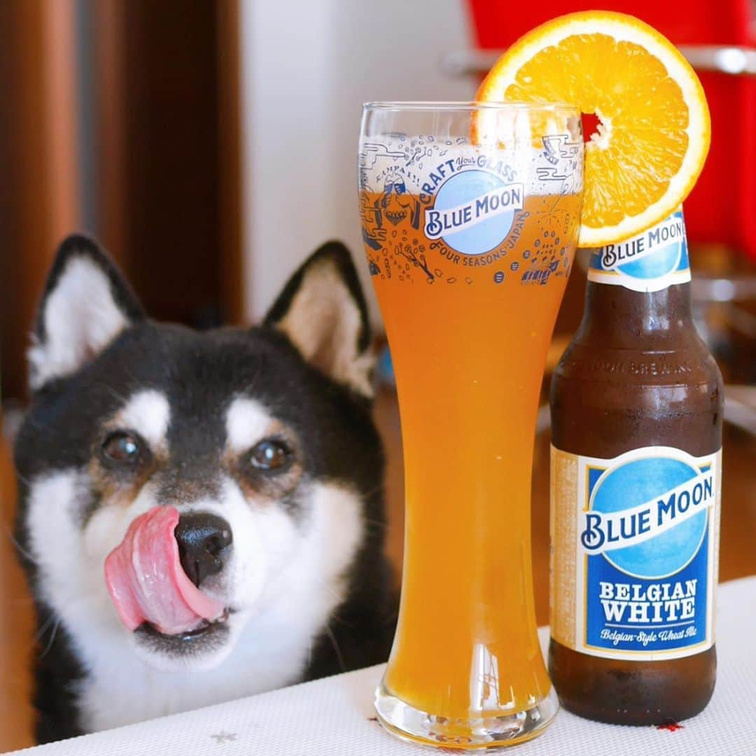 くろさんのインスタグラム写真 - (くろInstagram)「🐕👅🍺🍊 #craftyourglass #aatm #ブルームーン #bluemoon #bluemoonbeer #クラフトビール #No1craftbeer #クラフトユアグラス #artfullycrafted #chalkboy #kuroshiba #blackshiba #shibainu #shibastagram #instadog #dogstagram #柴犬 #黒柴 #あごのせ犬 #カメラ目線犬 #わんこのいる暮らし #わんこのいる生活 #わんこと一緒 #黒柴のいる暮らし #黒柴のいる生活 #黒柴と一緒」9月11日 16時09分 - m6bmw