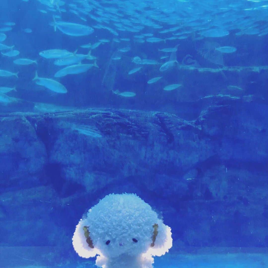 こぎみゅん（サンリオ）のインスタグラム：「みゅ〜ん･･🐠 こぎみゅんも泳げるようになりたいみゅん･･  #サンリオ #キャラクター #小麦粉の妖精 #こぎみゅん #sanrio #character #cogimyun #水族館 #🐠」
