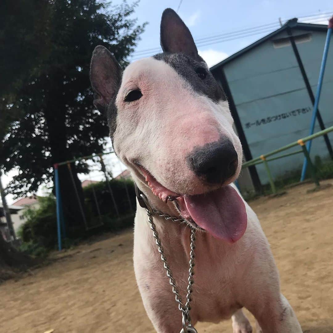 のインスタグラム：「#minituru#bull#terrier#minibullterrier#miniturubullterrier#dog#dogstagram#cute#qtaro#love#family#ミニチュア#ブルテリア#ミニチュアブルテリア#Q太郎」