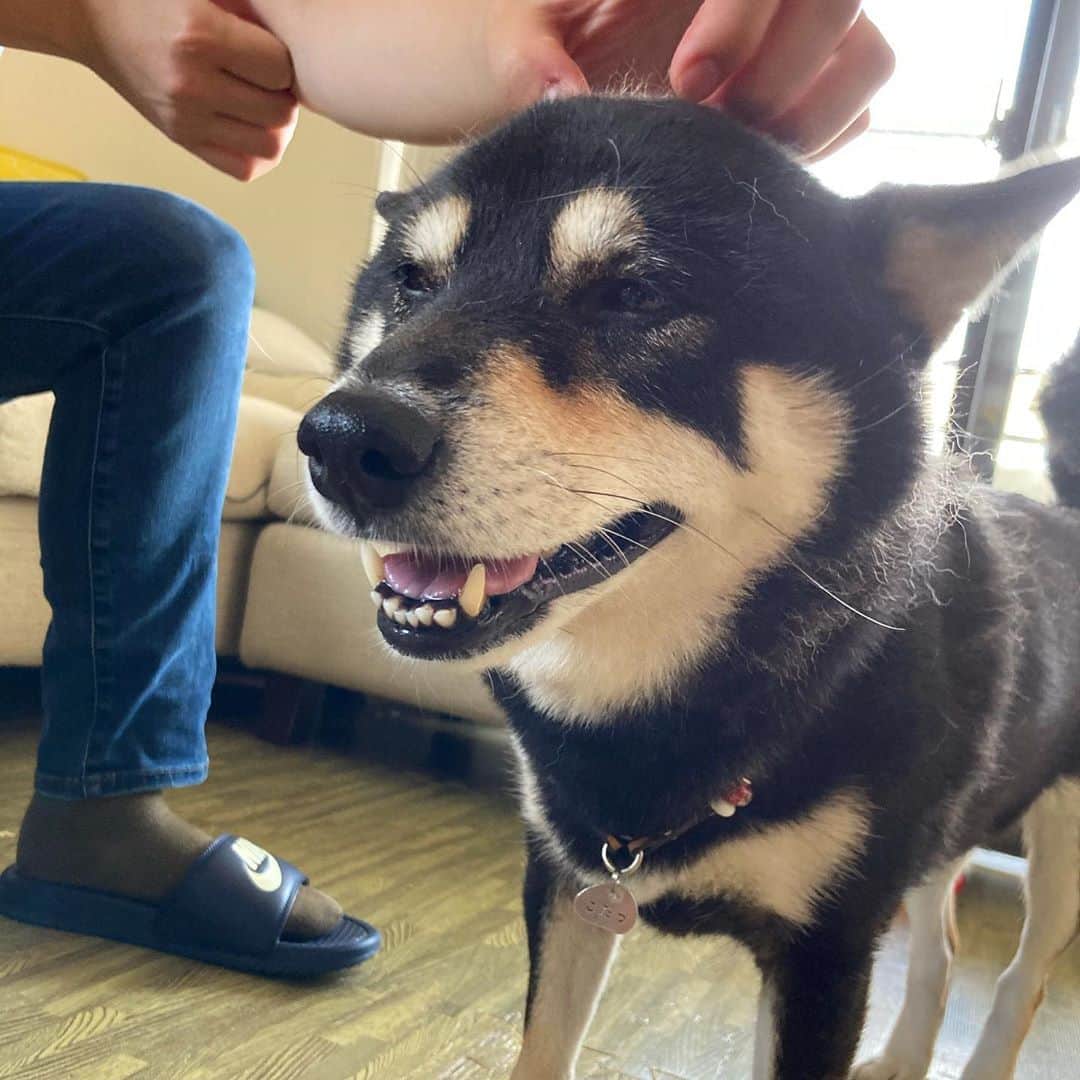 vo_coのインスタグラム：「🐾 あたま撫でられて至福な表情のこたつさん ここまで心を許す人はかなり限られます 今日は整体帰りにちょろっと寄ってくれたころはるのママにたっぷり可愛がってもらいましたー よかったね、こた！ * #shibastagram #instashiba #shiba #shibainu #黒柴 #柴犬」