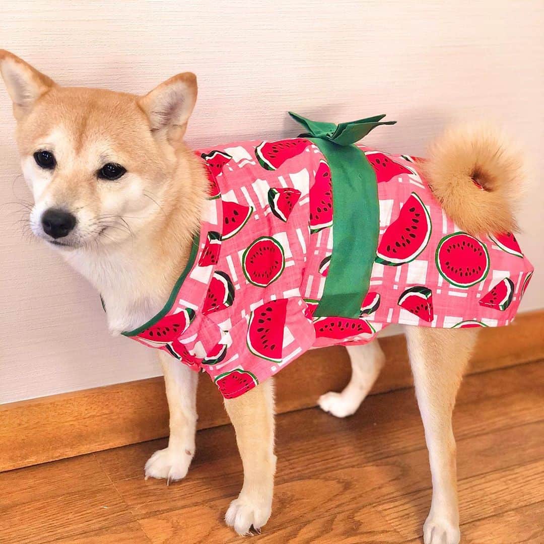 のインスタグラム：「もう夏も終わりだけど、可愛い浴衣を見つけたので買ってしまった🍉 @mugi_r10505_mameshiba   #豆柴 #豆柴むぎ #mameshiba #shiba #shibainu #dog #japanesedog #日本犬 #和犬 #犬 #愛犬 #きょうのわんこ #浴衣 #スイカ #ピンクの浴衣 #きゃわいい #我が子 #可愛さの限界突破 #親バカ部 #犬好きな人と繋がりたい #犬のいる暮らし #犬好きさんと繋がりたい」