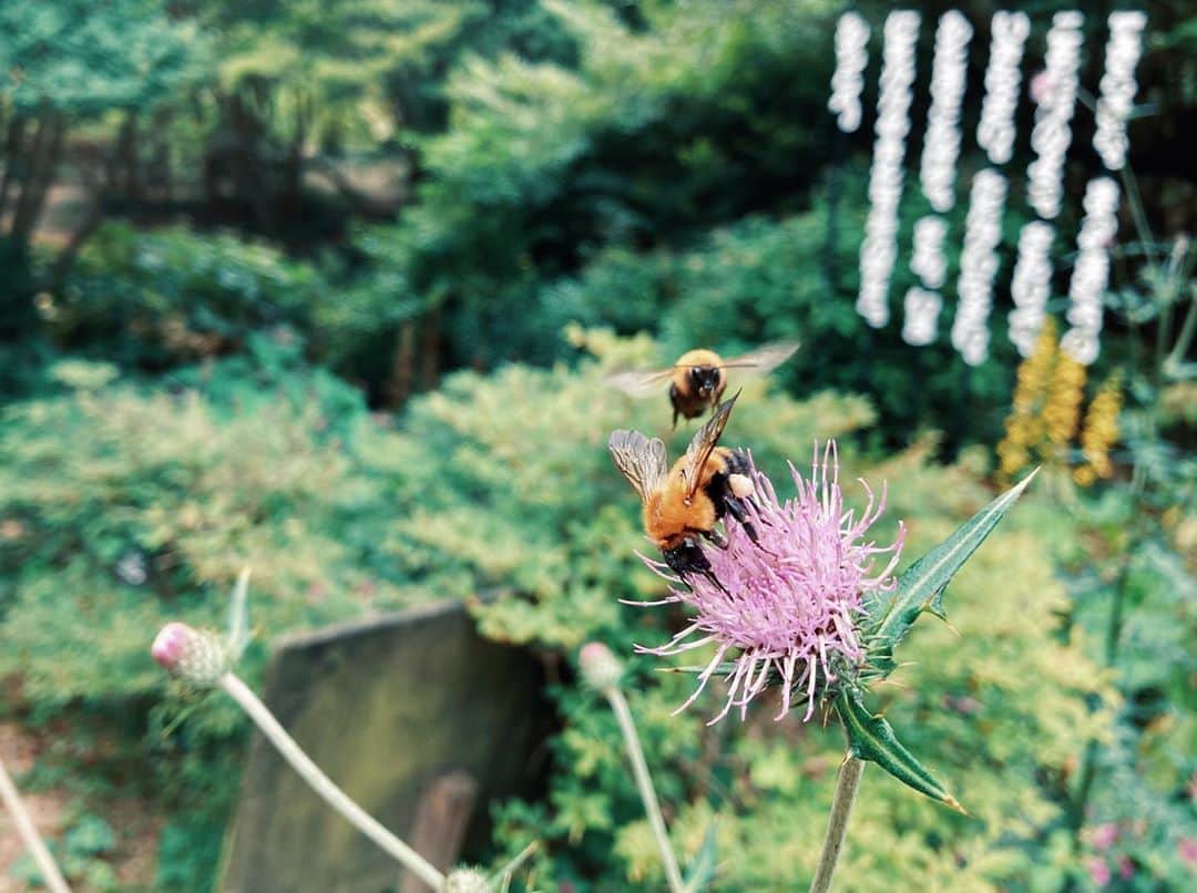藤野可織のインスタグラム：「meets 蜂🐝です。」