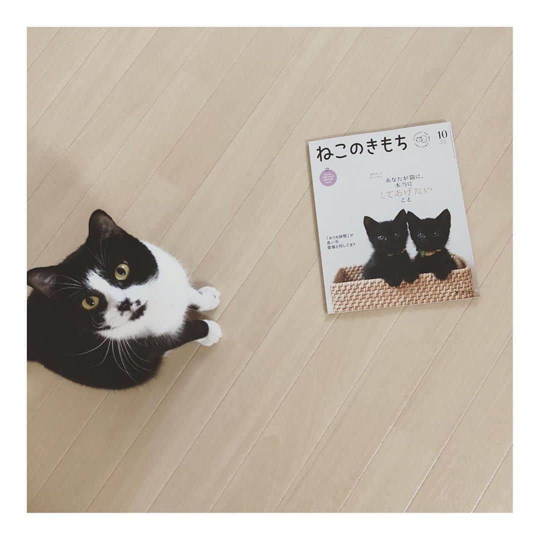 こむぎのインスタグラム：「* かぁちゃん、この黒い子たち誰にゃの？👀  ねこのきもち10月号の表紙は、昨年 @yuzumam0122 さん宅から一時的に我が家へお泊まり保育に来ていた時に撮影した「くねお」と「まるお」ですー！ 覚えている方いるかな😁✨  3枚目は懐かしの当時みんな悶絶した動画🤗 4枚目は1歳となった現在の2人ですー！ あの後、兄弟一緒に里親さんになってくださる方が見つかり、「くね」「まる」として愛情たっぷりスクスク成長しました👏  10月は黒猫の月ということで、この2人が表紙になれて嬉しいな☺️  リレー連載「保護猫とわたし」は今回が @riepoyonn さん最後の回です✨ 愛に溢れた記事をぜひご覧くださいー♡  #ねこのきもち」