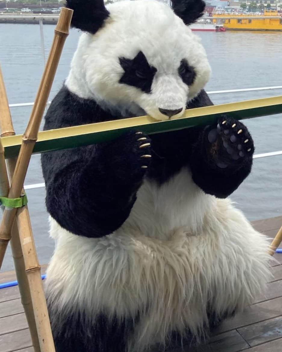 星星（セイセイ）さんのインスタグラム写真 - (星星（セイセイ）Instagram)「🎋🎋🎋 #健二郎DIY #ZIP! . 健二郎さんへ 笹🎋専用の棚が欲しいです お腹が空いたらいつでも食べられるようにしたいです🍩#ガジガジ  丸い形だともっと嬉しいです🐼🙏 . 悩んでたら遅くなっちゃった💦えへへ 🎋🎋🎋 #星星 #panda」9月11日 17時32分 - seisei_panda