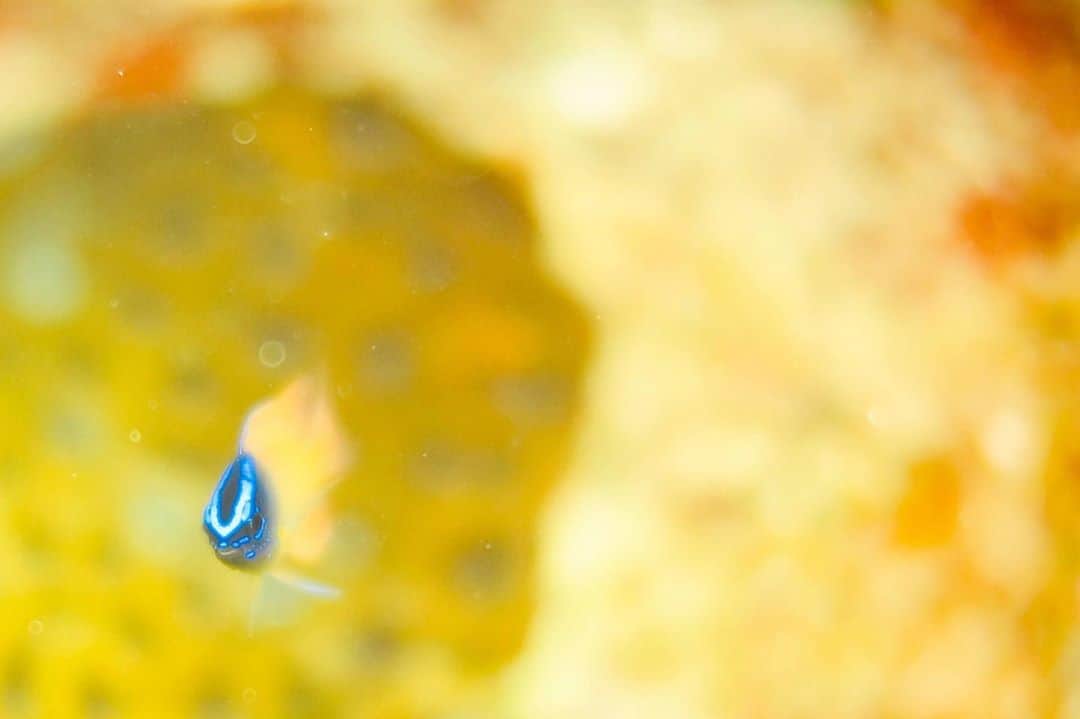 木村文乃さんのインスタグラム写真 - (木村文乃Instagram)「*** おやすみなさい また明日。  #ダイビング#diving#diver#水中カメラ #FUJIFILM#富士フイルム#XT3」9月11日 23時38分 - uminokimura_official