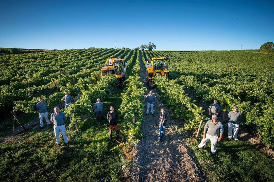 LVMHさんのインスタグラム写真 - (LVMHInstagram)「The long-term success of our Group’s Maisons depends directly on preserving and respecting the natural resources they use to make their products. For our Wines & Spirits Maisons, this is particularly true during the winegrowing fulfillment of the year: harvest time.  The signal is given to start 3 weeks of harvesting at the @hennessy vineyard.  After a mild winter and a rather warm start to spring, the harvest begins a week earlier than last year.  The result of an entire year of work for the Maison and its winegrowing partners, the harvest marks the decisive stage in the viticulture cycle. The start of the harvest brings in the highest quality, gathering the best grapes to make the finest wines and then, the finest possible eaux-de-vie.   #Hennessy #MoetHennessy #LVMH  Please drink responsibly.」9月11日 18時14分 - lvmh