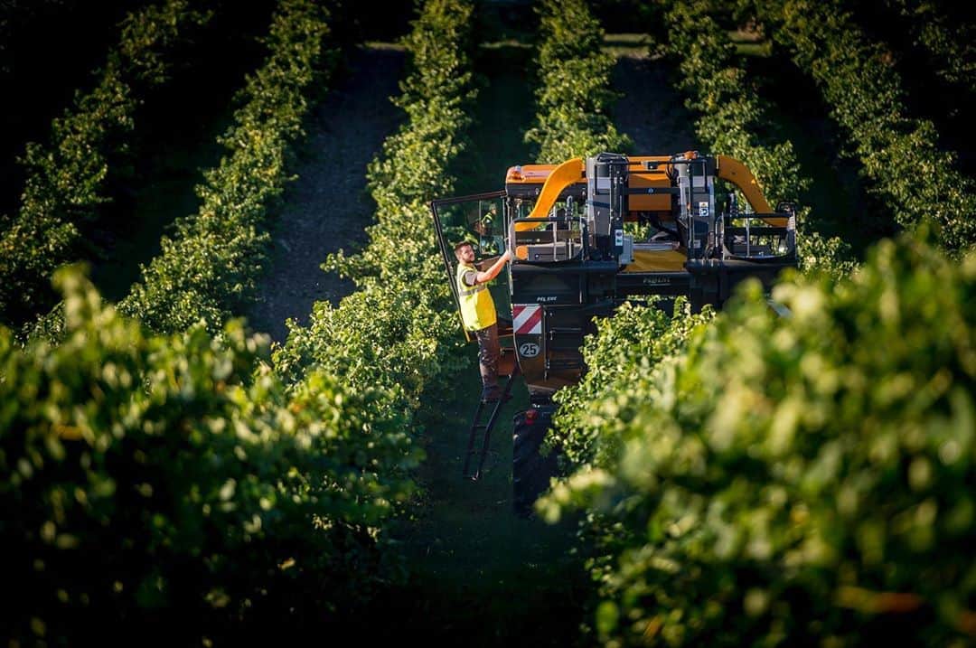 LVMHさんのインスタグラム写真 - (LVMHInstagram)「The long-term success of our Group’s Maisons depends directly on preserving and respecting the natural resources they use to make their products. For our Wines & Spirits Maisons, this is particularly true during the winegrowing fulfillment of the year: harvest time.  The signal is given to start 3 weeks of harvesting at the @hennessy vineyard.  After a mild winter and a rather warm start to spring, the harvest begins a week earlier than last year.  The result of an entire year of work for the Maison and its winegrowing partners, the harvest marks the decisive stage in the viticulture cycle. The start of the harvest brings in the highest quality, gathering the best grapes to make the finest wines and then, the finest possible eaux-de-vie.   #Hennessy #MoetHennessy #LVMH  Please drink responsibly.」9月11日 18時14分 - lvmh