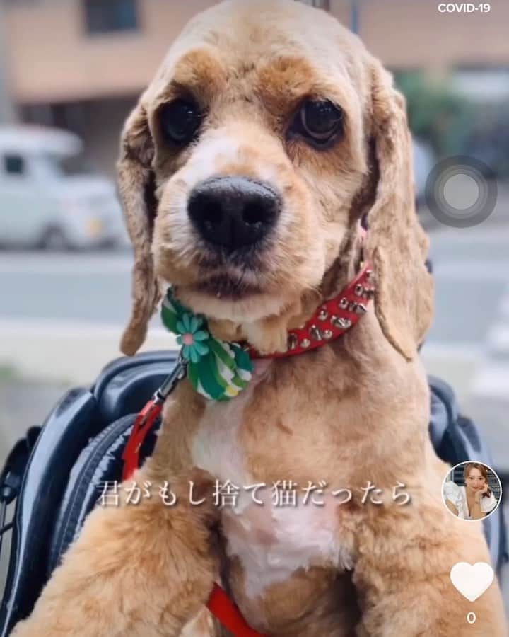 のインスタグラム：「犬です。  エモくなっちゃった。  ジェイコブ、オス、9歳 今日も元気。トリミングお迎え遅刻で 😤です。。  これからカラオケ女子会🎤  皆様素敵な金曜日を〜  #アメリカンコッカースパニエル #トリミングしたて  #犬すたぐらむ  #tiktok  #筋肉痛 #華金 #カラオケ」