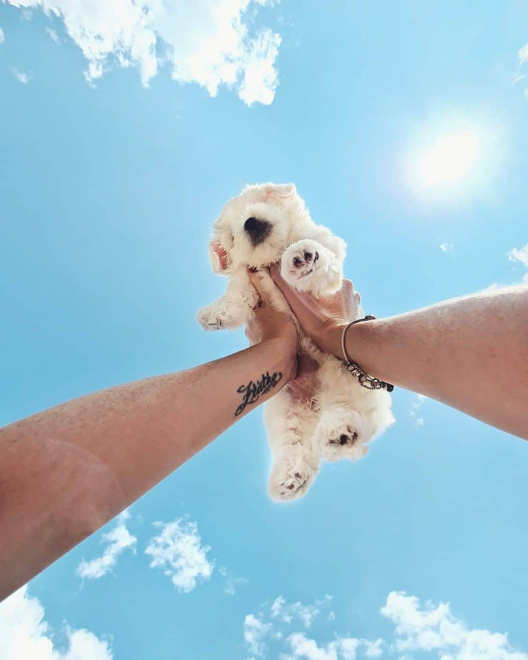 8crapさんのインスタグラム写真 - (8crapInstagram)「Cutest little cloud in the sky ☁️ - Want to get featured like them? Join “The Barked Club” on FACEBOOK and post something now! 👉 barked.com - 📷 Голабоски Филип  FB - #TheBarkedClub #barked #dog #doggo #puppy #pupper」9月11日 19時00分 - barked