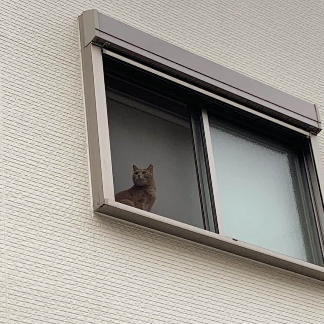 ひのき猫さんのインスタグラム写真 - (ひのき猫Instagram)「彫り深っ！(笑)」9月11日 19時29分 - hinoki.cute.kitten