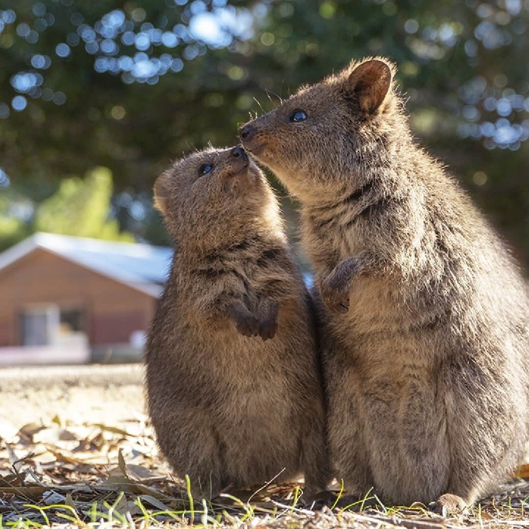 Australiaさんのインスタグラム写真 - (AustraliaInstagram)「Sending a cheeky #quokka kiss your way! 😘 @cruzysuzy captured this sweet little moment on @rottnestislandwa and we simply couldn’t resist sharing it. A short ferry ride from @destinationperth or @visitfremantle will take you to this idyllic island in @westernaustralia, where the water is crystal-clear and the quokkas roam free. Sounds like paradise, right?! There are no cars permitted on the #island, so the best way to get around is by bike or on foot, allowing plenty of time to soak up the magnificent scenery and snap photos. #seeaustralia #thisiswa #RottnestIsland #wanderoutyonder」9月11日 20時00分 - australia