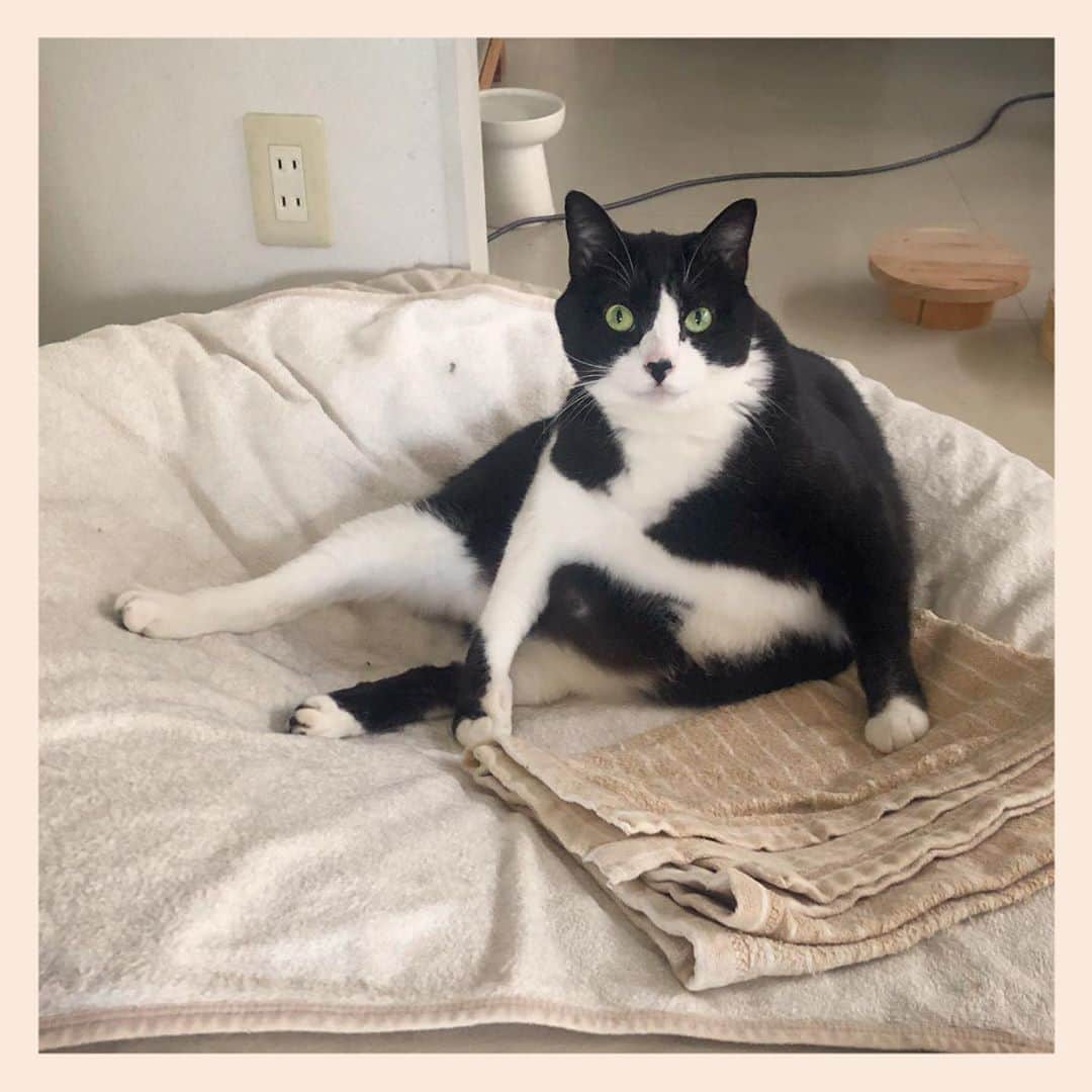 パンといっぴきのインスタグラム：「#元保護猫 #ハチワレ #白黒猫 #blackandwhitecat #tuxedocat」
