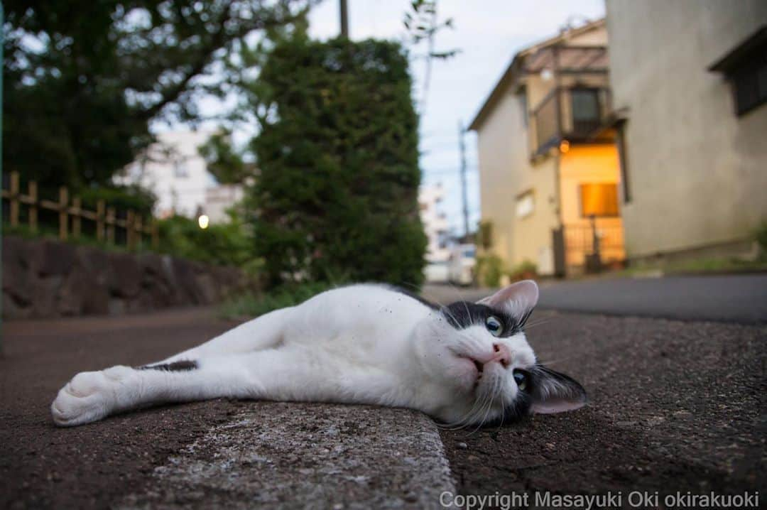 Masayukiさんのインスタグラム写真 - (MasayukiInstagram)「まだ動きたくないなあ。」9月11日 20時46分 - okirakuoki