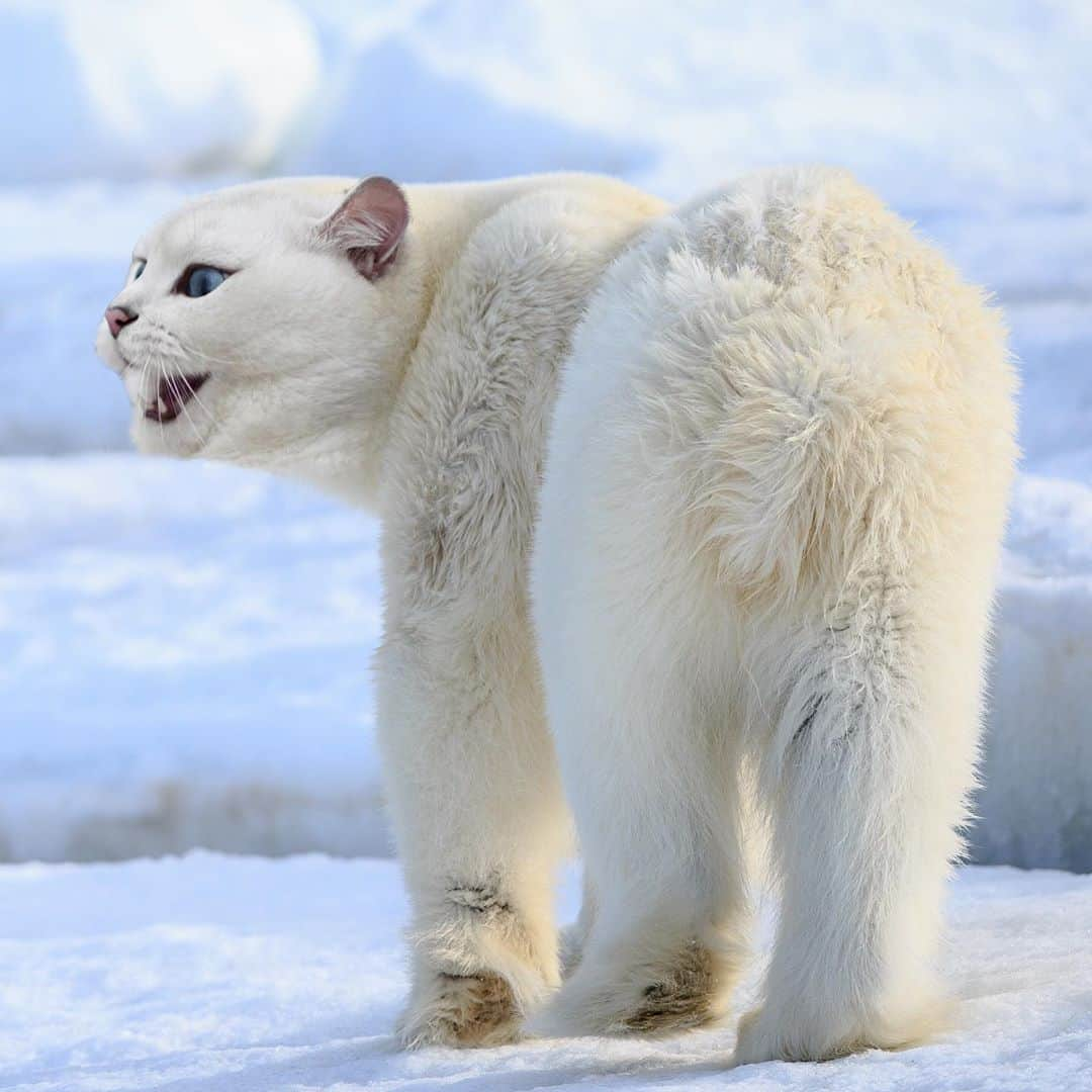 コビーさんのインスタグラム写真 - (コビーInstagram)「I’m not me when I’m hungry.  Edit by @pixelmatedanimals」9月11日 20時43分 - cobythecat