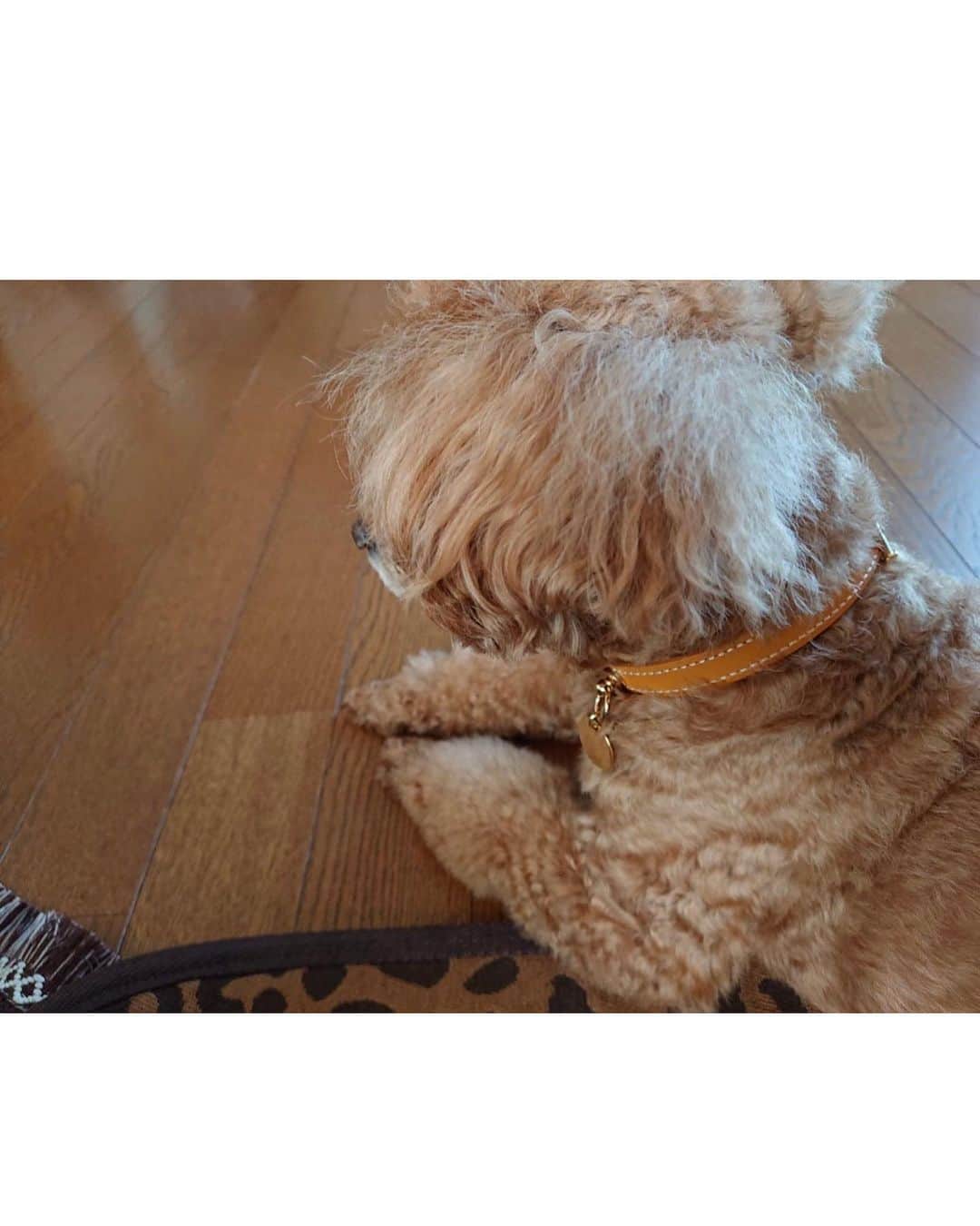 川本愛彩さんのインスタグラム写真 - (川本愛彩Instagram)「.  @moncheri.dog さんで購入した ダンクの首輪✨  サークルチャームレザーカラーMEDIUM💗  ぴったり(･´`(●)* . . . #mocheri #dog #モンシェリ #犬服 #ドッグウェア #愛犬 #ダンク」9月11日 20時54分 - aya_s.collection