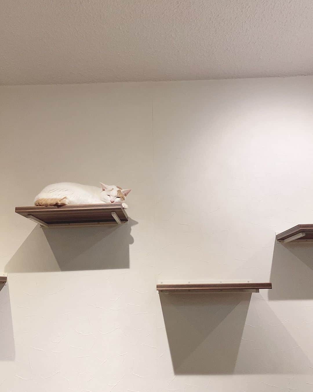 池田メルダさんのインスタグラム写真 - (池田メルダInstagram)「この前猫カフェ行ってきたんだけどとても癒されて幸せな気持ちになった……また近々行く予定……🐈」9月11日 21時18分 - meruda__ikeda