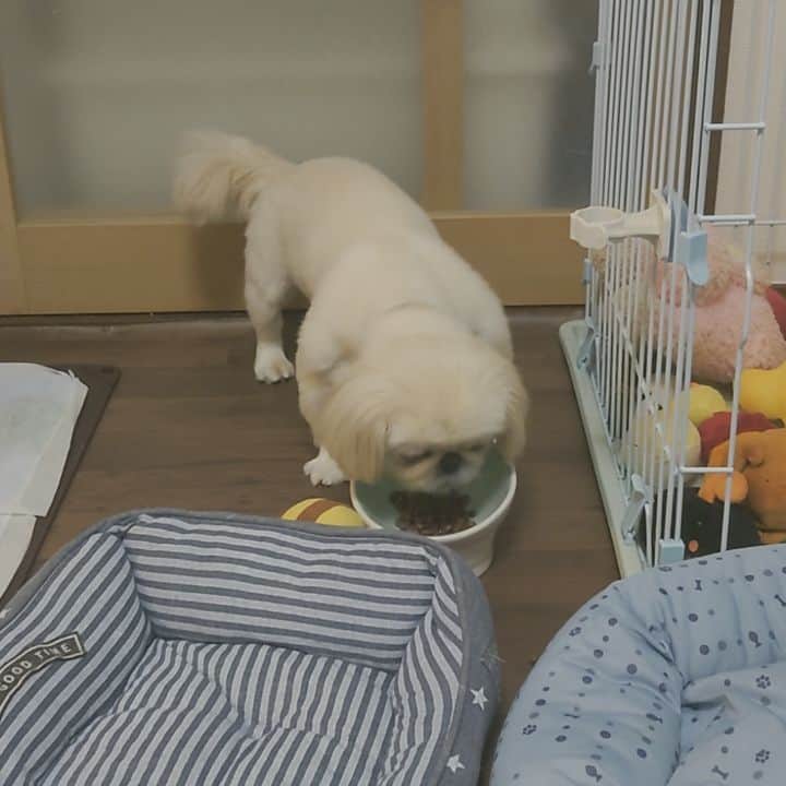 Kukkaのインスタグラム：「子犬のご飯を盗み食いするごくあくわんこ。 ホアちゃんのご飯の方が美味しいやつのはずなんだけどな、自分のは食べないんだよな。(*_*)」