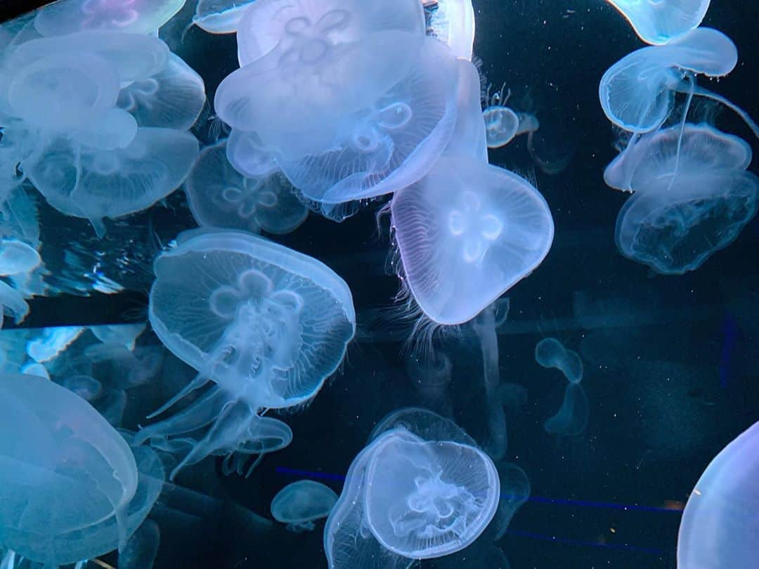 中嶋桃花さんのインスタグラム写真 - (中嶋桃花Instagram)「jellyfish」9月11日 21時39分 - momoka_nakajima