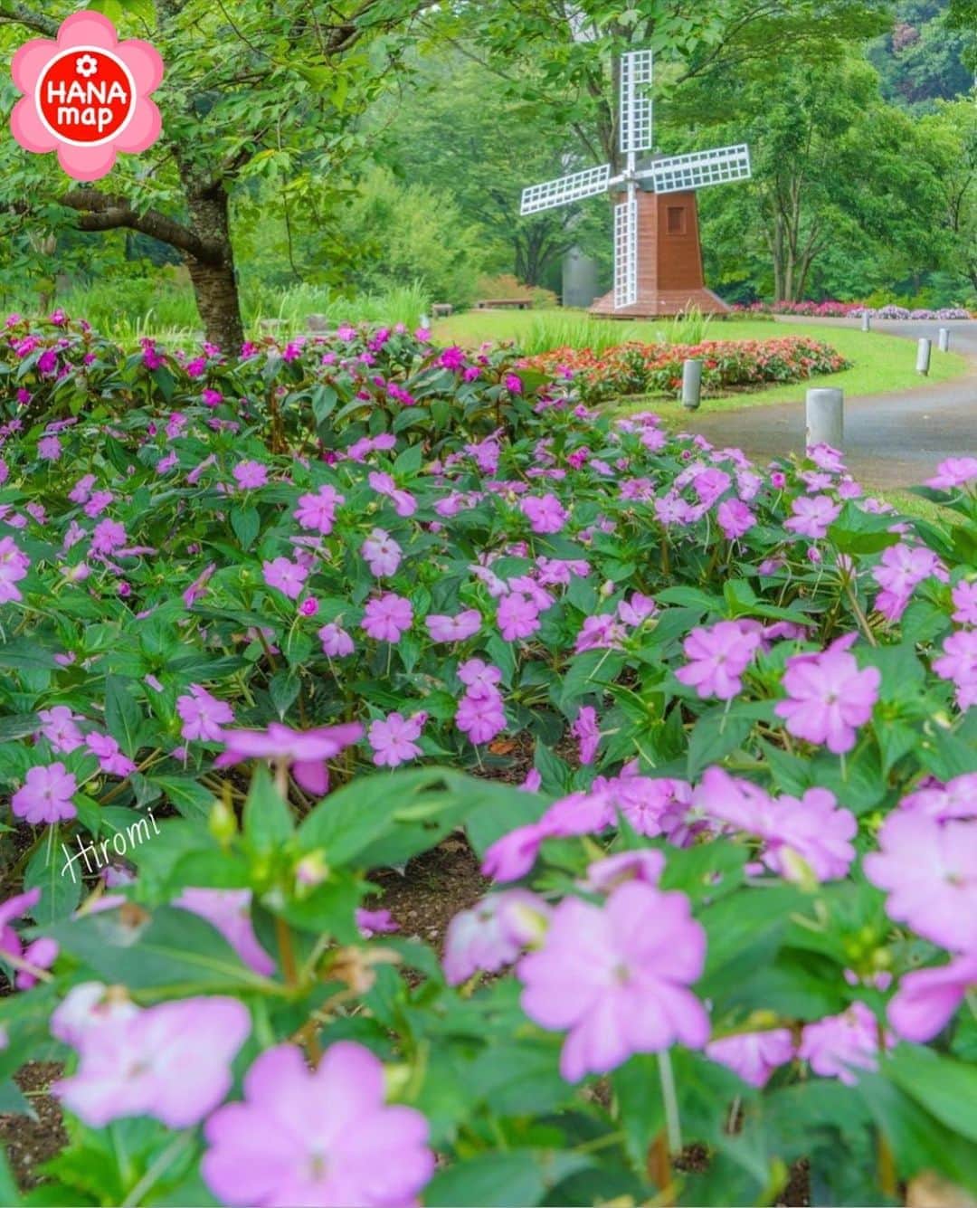 はなまっぷ❁日本の花風景さんのインスタグラム写真 - (はなまっぷ❁日本の花風景Instagram)「🌸はなまっぷ🌸 *  @hiromitravel さんの 花のある風景に花まるを💮 * 風車とサンパチェンスのコラボが可愛い素敵な目線をありがとうございます😊🌸 * 鳥取　 #とっとり花回廊 Tottori Prefctural Flower Park, Tottori Pref. * 🌼サンパチェンスの花言葉📝🌼 太陽のように輝く笑顔 * 見頃を過ぎている場所もご紹介しています。お出かけの際はHP等で最新の情報をご確認くださいね🙏🌸 * 🌸•••🌸•••🌸•••🌸•••🌸•••🌸 * いつも素敵なお花をありがとうございます😊 日本の花のある風景にタグ付けしてください🌸 お花があれば何でもOKです💓 * #はなまっぷ * #日本の美しい花風景#花のある風景#花#花言葉#風景#サンパチェンス * 🌸••••••お知らせ••••••🌸 * はなまっぷプロデュースの写真展、開催してみませんか？？ 初心者の方もまずは、お気軽にエントリーお待ちしています。地方にお住いの方も、大歓迎です。 詳細はプロフィールURLより」9月11日 21時40分 - hanamap