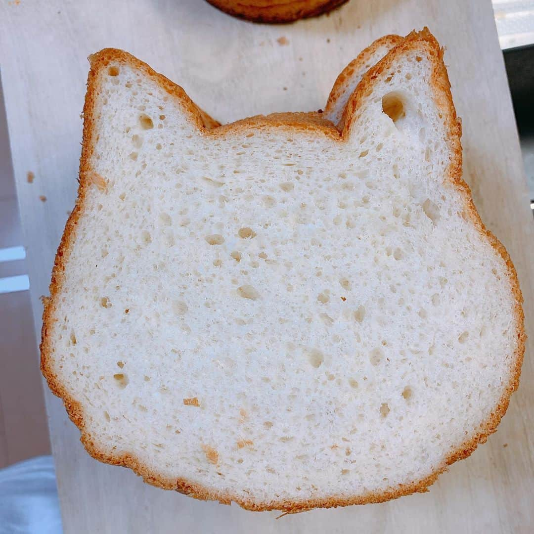 森田真結子さんのインスタグラム写真 - (森田真結子Instagram)「🐈🍞  #ねこねこ食パン」8月28日 14時34分 - mayodarts